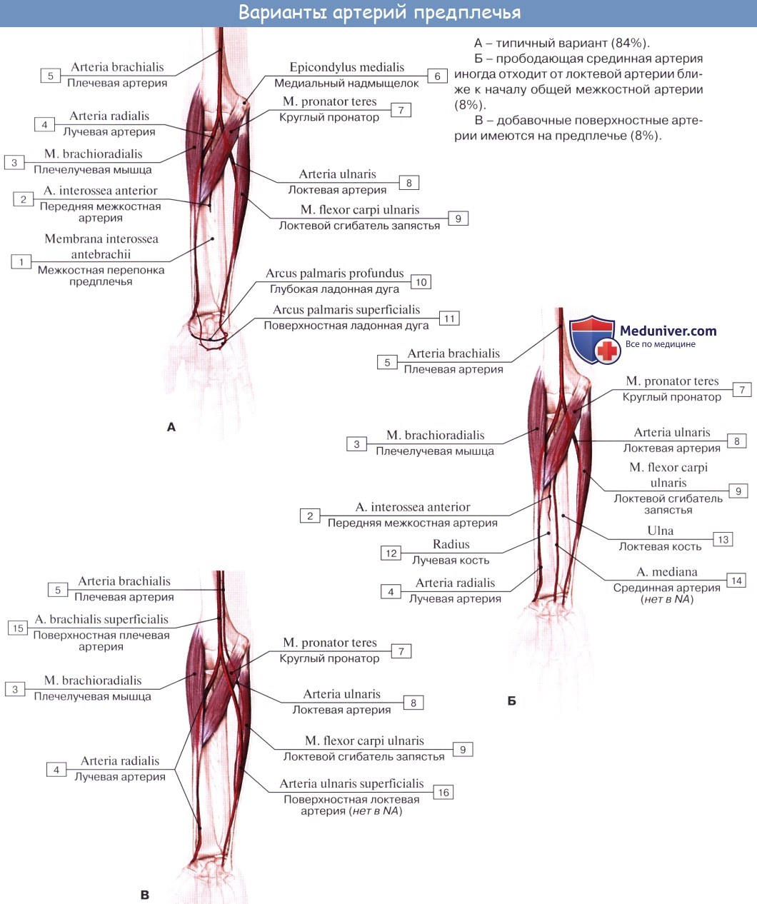 Анатомия: Локтевая артерия, a. ulnaris. Ветви локтевой артерии