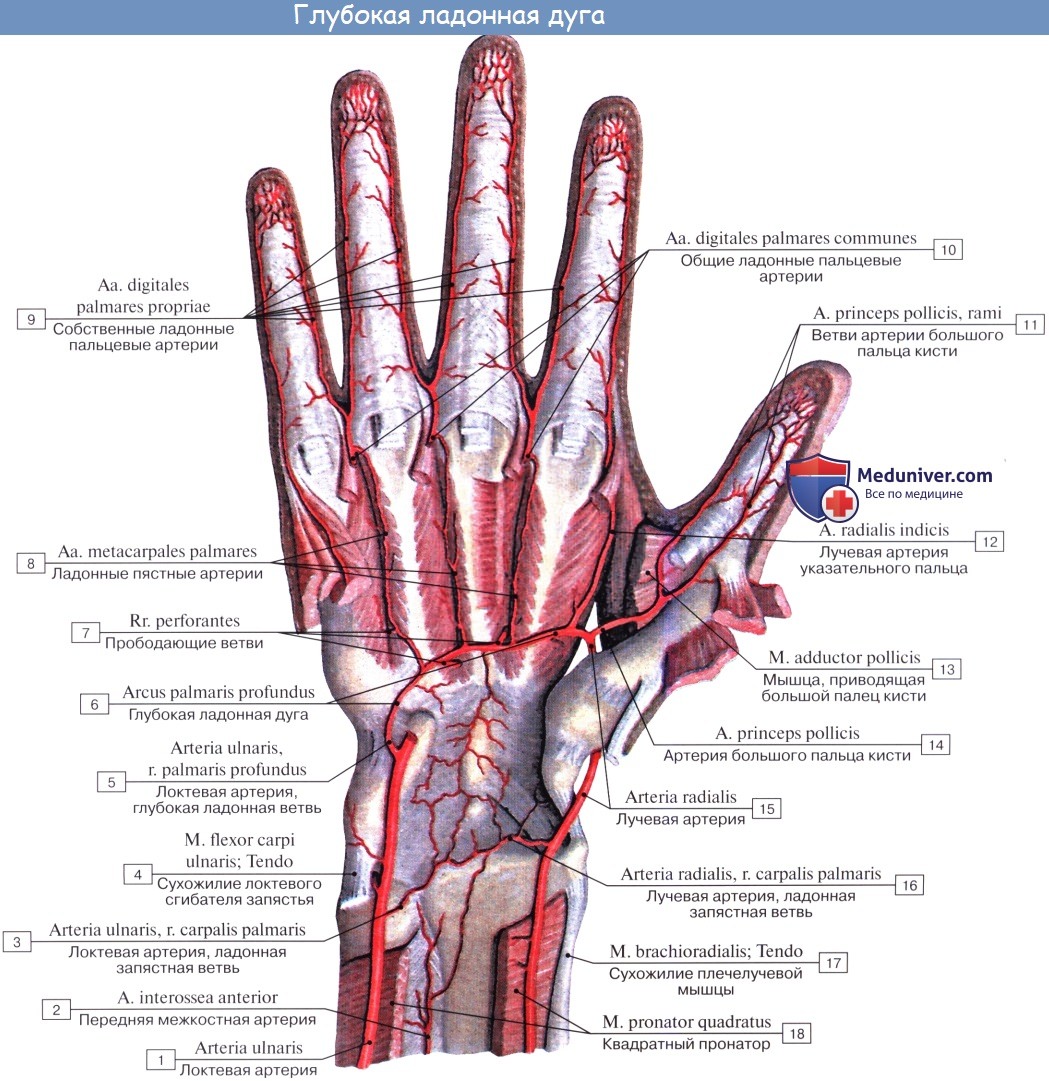 Анатомия: Дуги и артерии кисти. Поверхностная ладонная дуга. Глубокая ладонная дуга