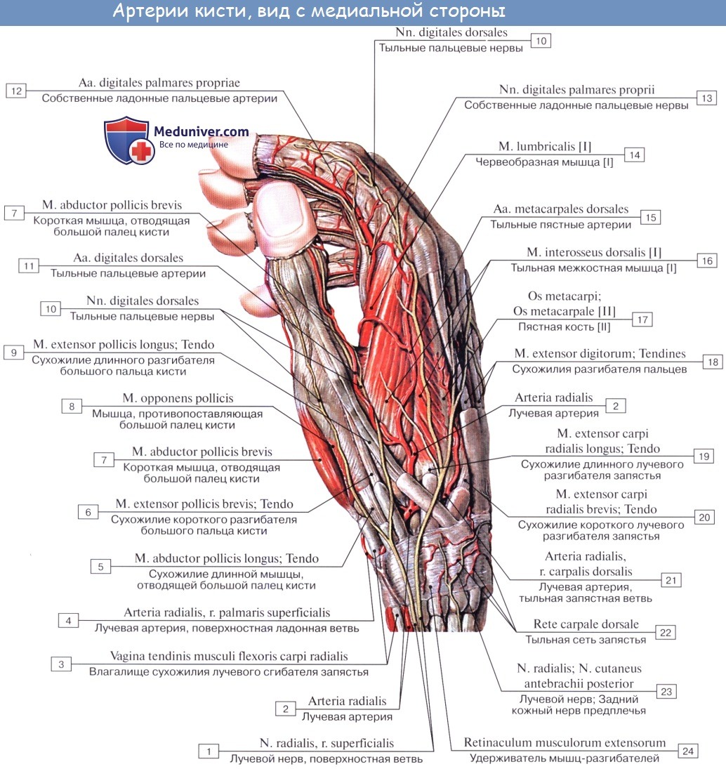 Анатомия: Дуги и артерии кисти. Поверхностная ладонная дуга. Глубокая ладонная дуга