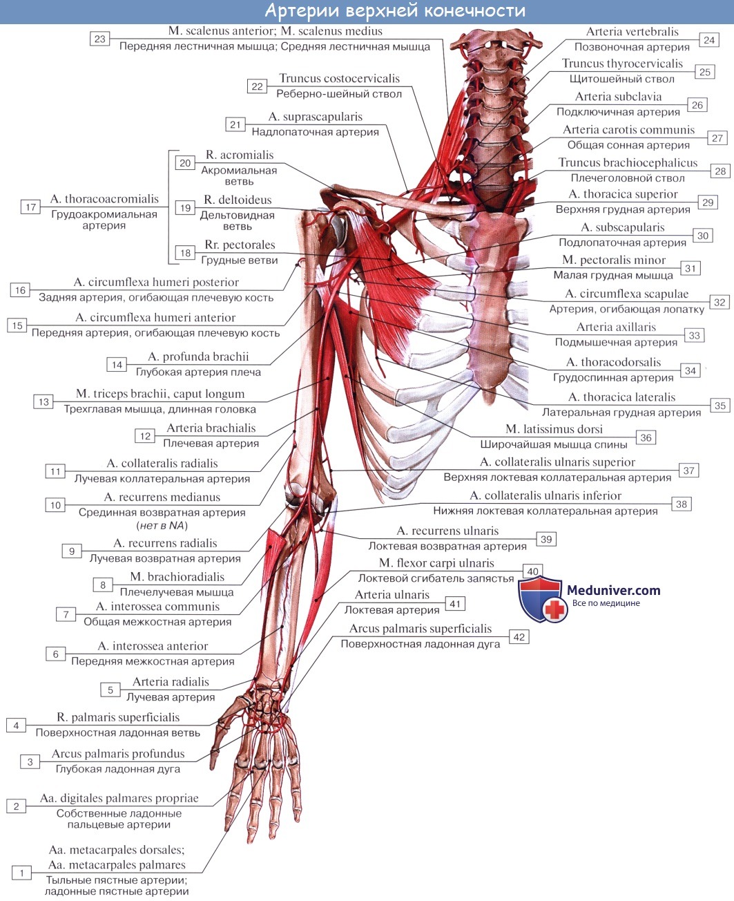 Анатомия: Плечевая артерия. Ветви плечевой артерии: глубокая артерия плеча, верхняя и нижняя локтевая коллатеральная артерия