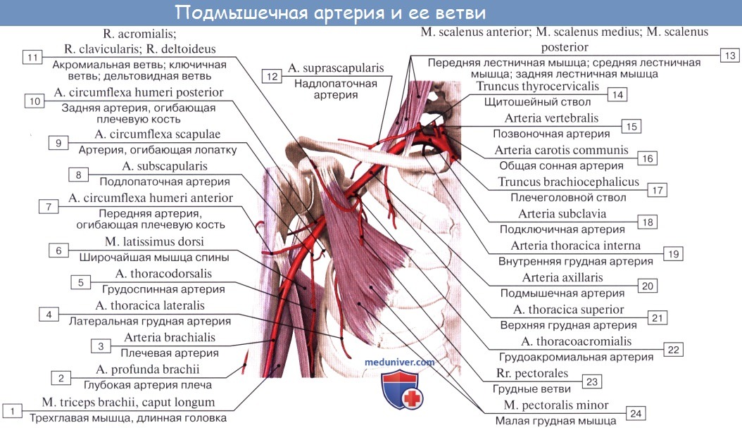 Анатомия: Подмышечная артерия, a. axillaris. Ветви подмышечной артерии
