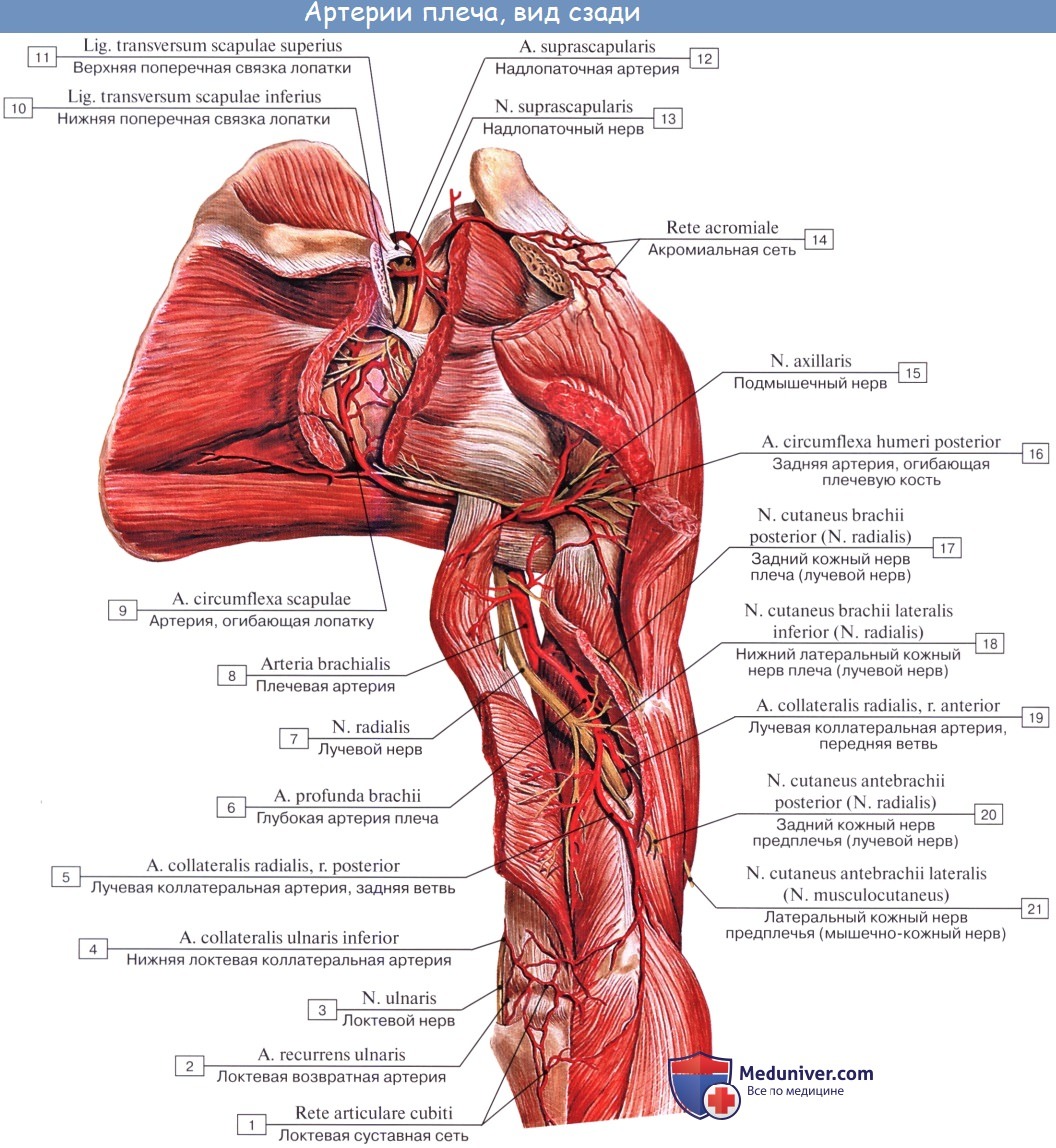 Анатомия: Плечевая артерия. Ветви плечевой артерии: глубокая артерия плеча, верхняя и нижняя локтевая коллатеральная артерия
