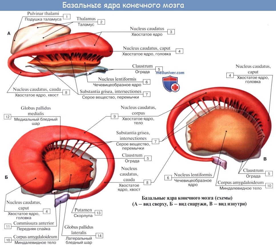 Анатомия: Стриопаллидарная система. Чечевицеобразное ядро, nucleus lentiformis.  Бледный шар, globus pallidus