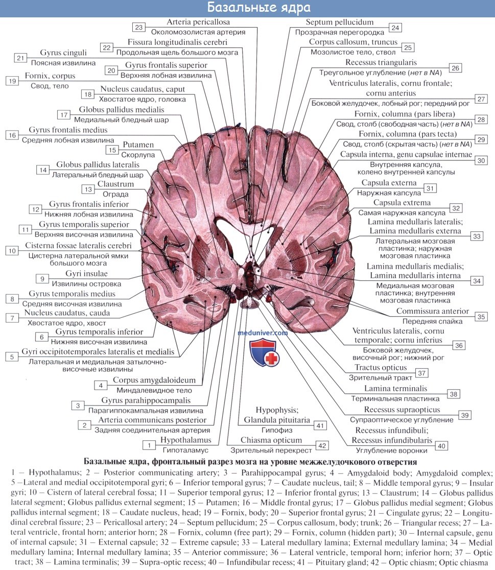 Воспаление серого вещества мозга латынь. Горизонтальный разрез головного мозга базальные ядра. Функции базальных ядер больших полушарий головного мозга. Базальные ядра конечного мозга схема. Отдел мозга к которому относятся базальные ядра.
