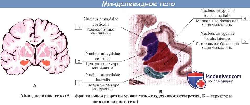 Анатомия: Лимбическая система. Ограда, claustrum. Миндалевидное тело, corpus amygdaloideum