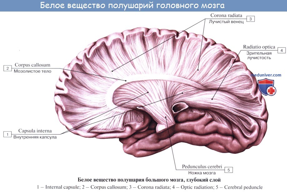 Серый мозг латынь. Комиссуральные волокна мозолистого тела. Мозолистое тело свод анатомия. Свод мозга анатомия. Мозолистое тело головного мозга.