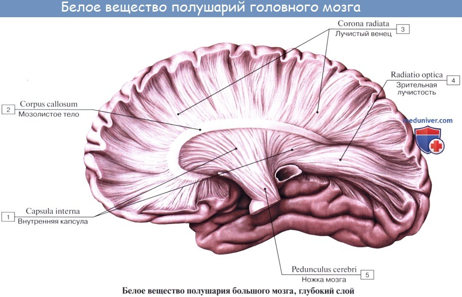 Анатомия: Мозолистое тело, corpus callosum. Колено мозолистого тела