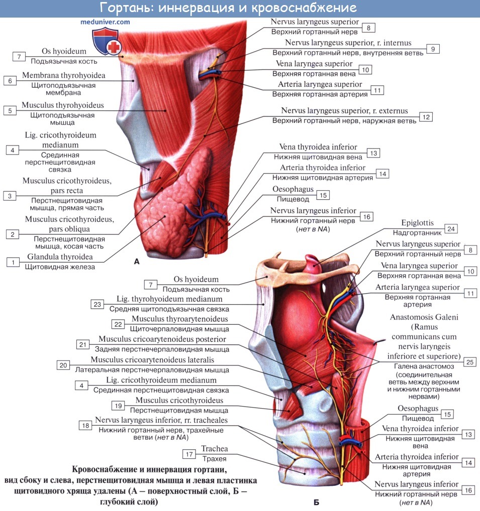 Анатомия: Кровоснабжение, иннервация, лимфоотток от гортани. Сосуды и нервы гортани