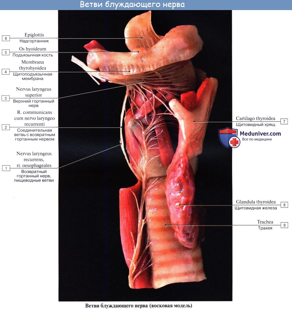 Анатомия: Блуждающий нерв (X пара, 10 пара черепных нервов), n. vagus