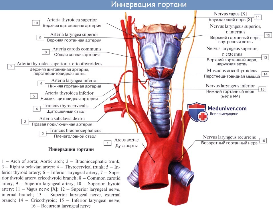 Неприятный нерв. Возвратный гортанный нерв иннервация. Щитовидная железа и возвратный гортанный нерв. Схема возвратного гортанного нерва. Левый возвратный гортанный нерв.