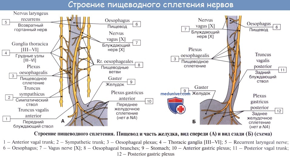 Нервные узлы сплетения. Симпатический ствол и блуждающий нерв. Блуждающий нерв иннервация грудного отдела. Блуждающий нерв анатомия грудной отдел. Блуждающий нерв 1 Нейрон.