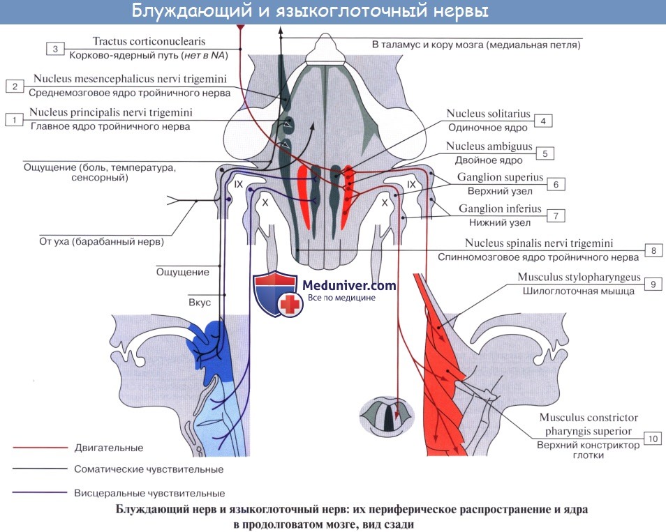 Анатомия: Языкоглоточный нерв (IX пара, 9 пара черепных нервов), n. glossopharyngeus. Ядра языкоглоточного нерва