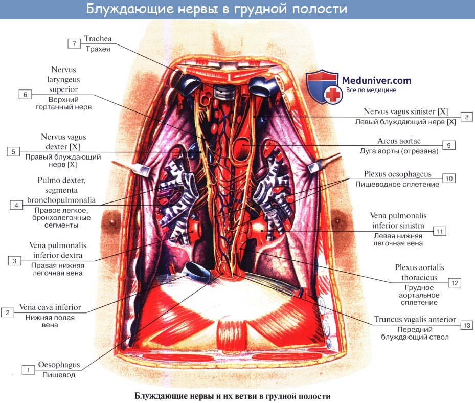 Анатомия: Блуждающий нерв (X пара, 10 пара черепных нервов), n. vagus