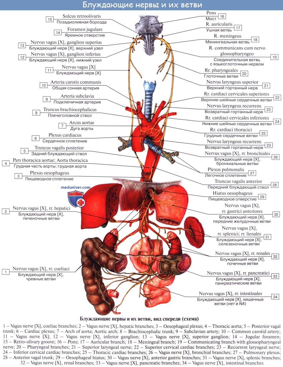 Почему нерв блуждающий. Блуждающий нерв анатомия грудной отдел. Блуждающий нерв nervus Vagus. Ветви грудной части блуждающего нерва. Левый блуждающий нерв топография.