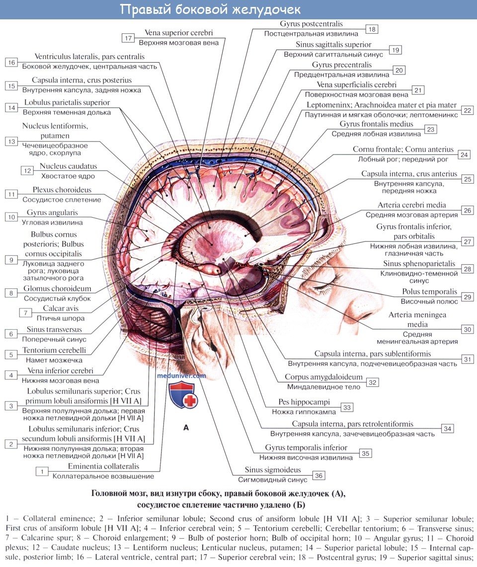 Шаблоны описания МРТ головного мозга