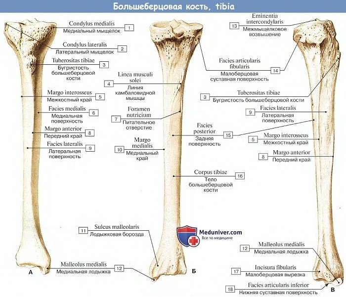 Анатомия: Большеберцовая кость