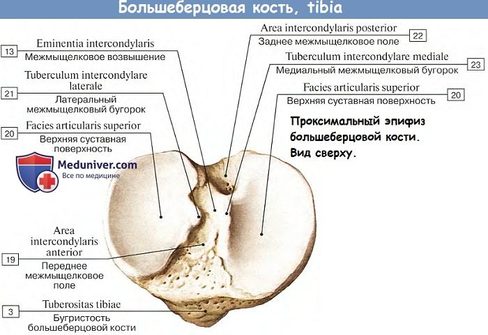 Анатомия: Большеберцовая кость, проксимальный эпифиз