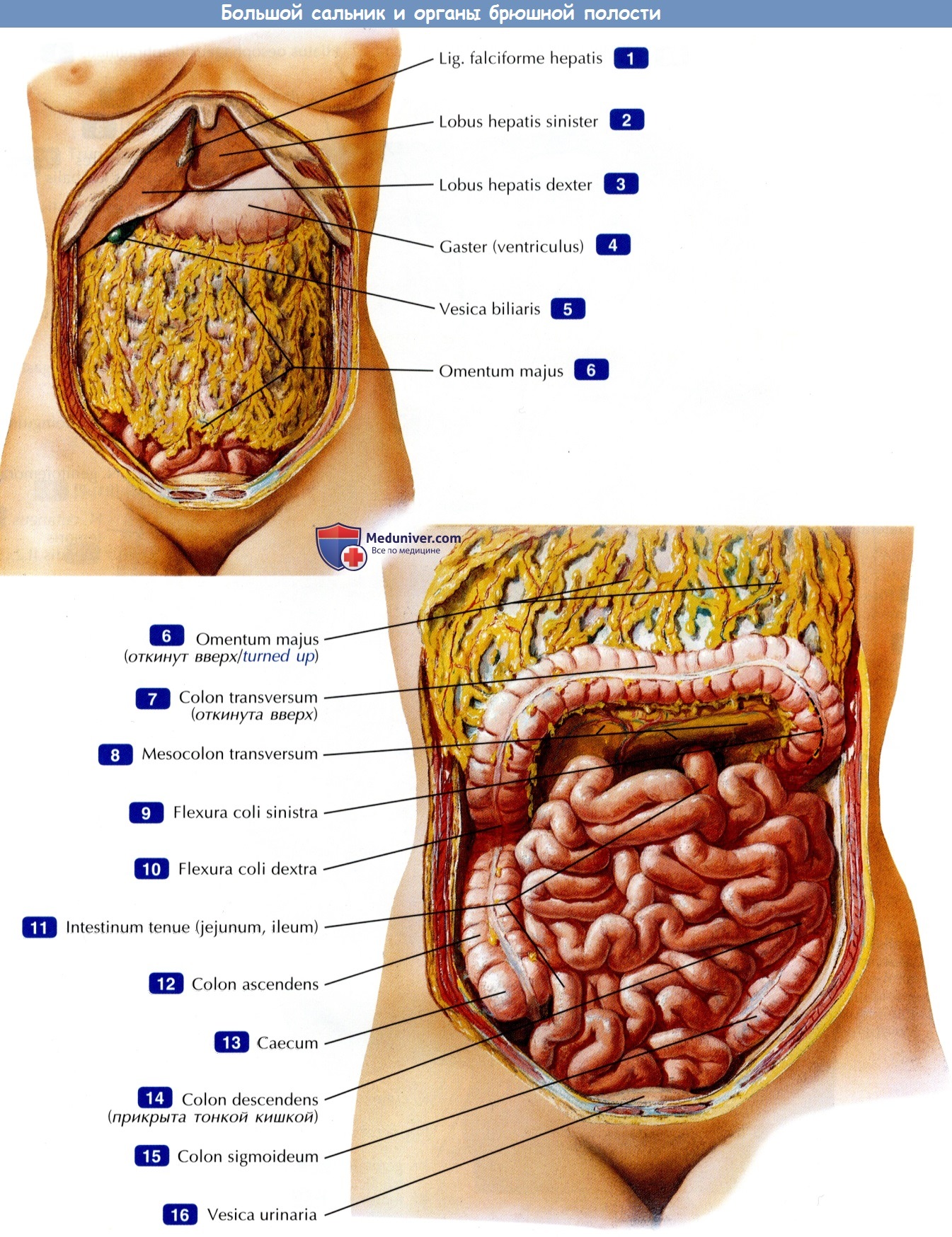 МРТ брюшной полости: какие органы проверяют