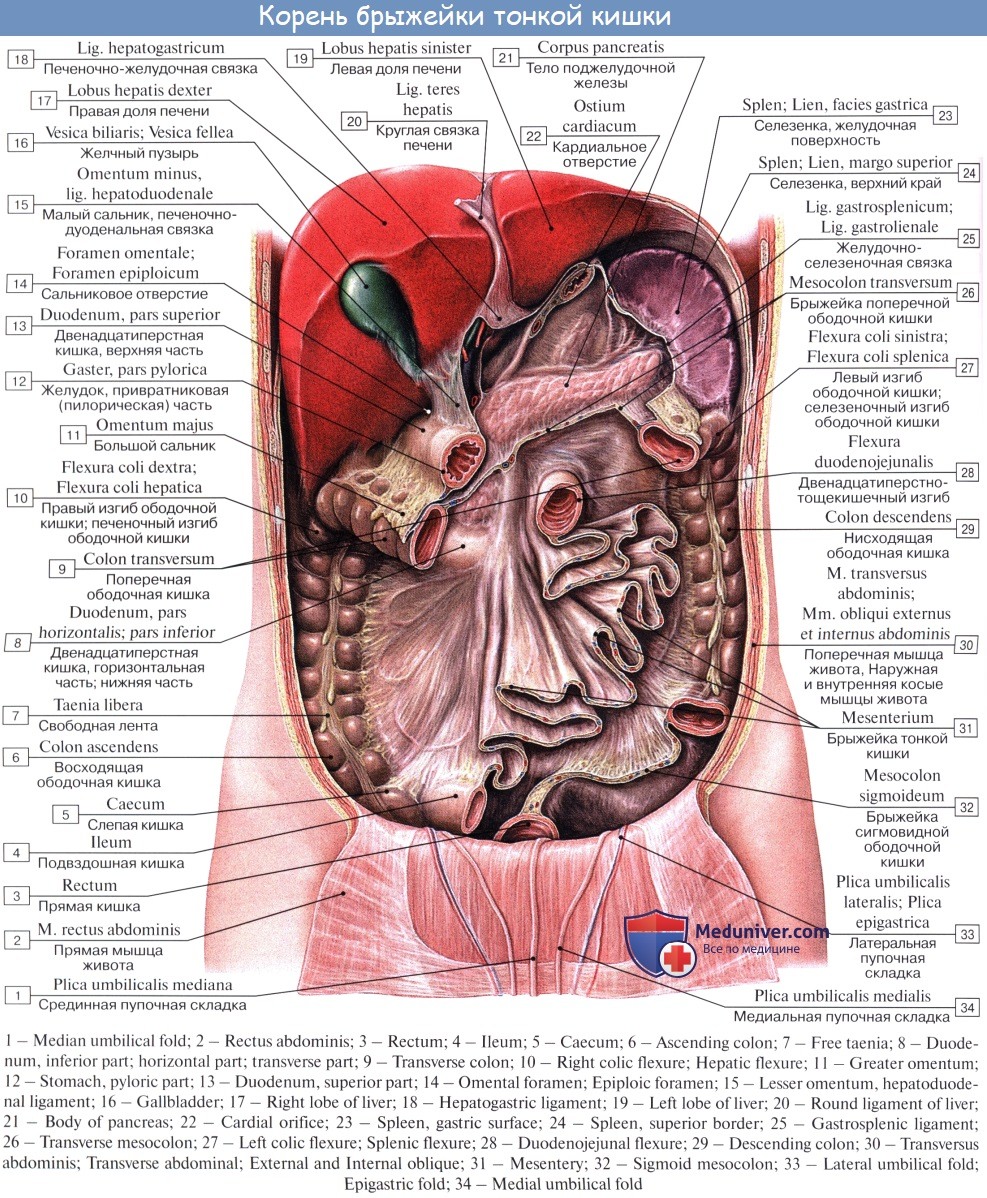 Органы на т. Органы брюшной полости вид спереди. Строение брюшины топографическая анатомия. Брюшина анатомия человека атлас. Строение брюшины и брюшной полости.