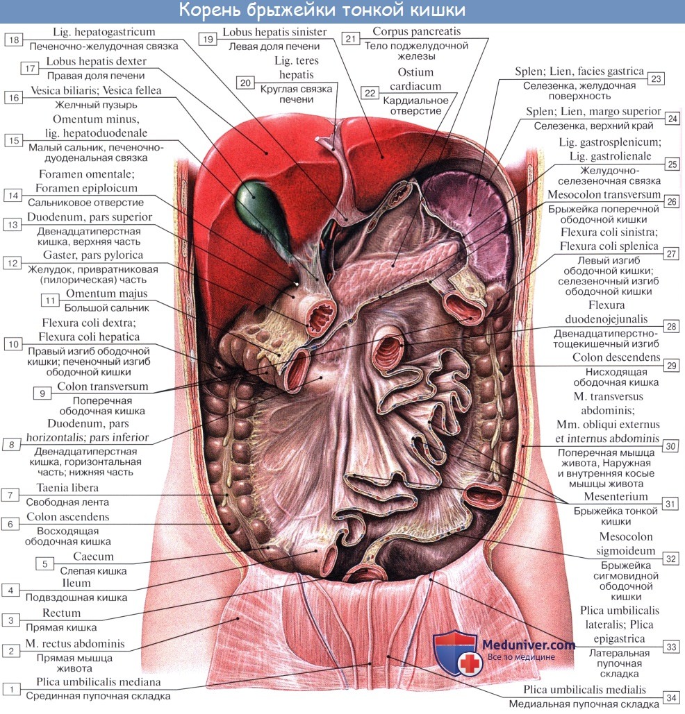 Анатомия человека: Брюшина, peritoneum. Полость брюшины. Брюшная полость