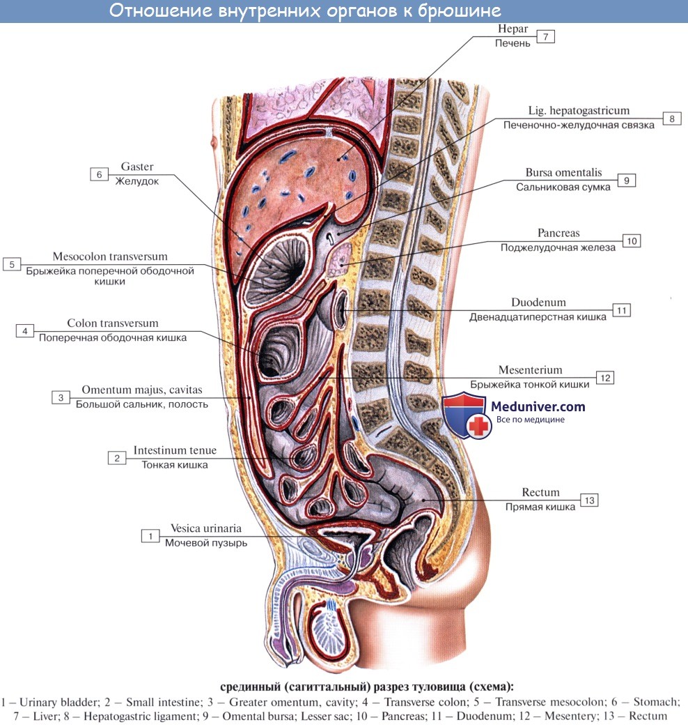Какие органы расположены в нижней полости. Анатомия человека внутренние органы вид сбоку. Брюшина анатомия человека атлас. Строение брюшной полости человека схема. Анатомия брюшной полости человека схема расположения.