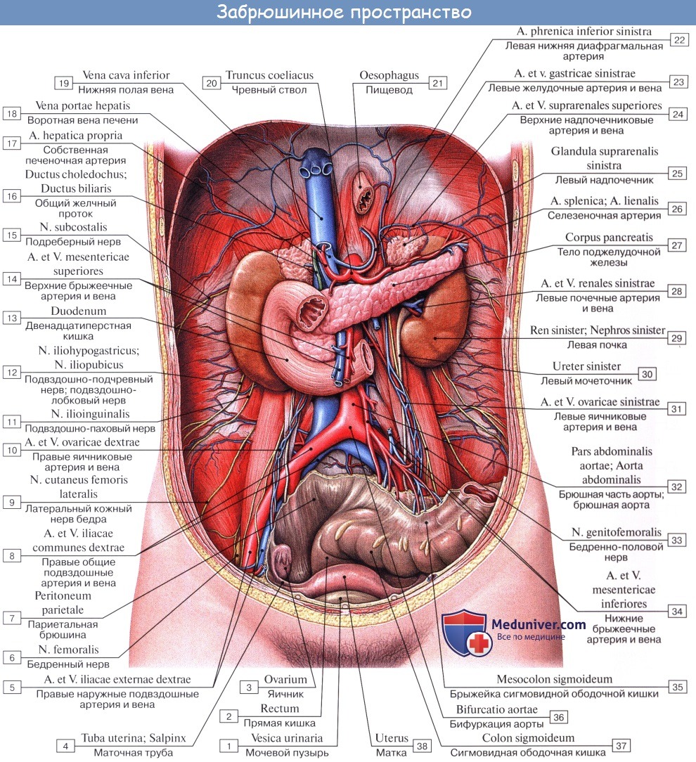 Анатомия человека: Брюшина, peritoneum. Полость брюшины. Брюшная полость