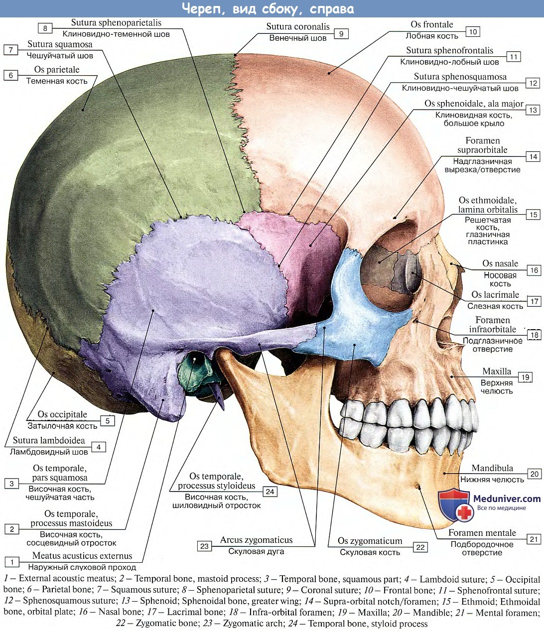 Анатомия: Скелет головы. Рост и развитие черепа