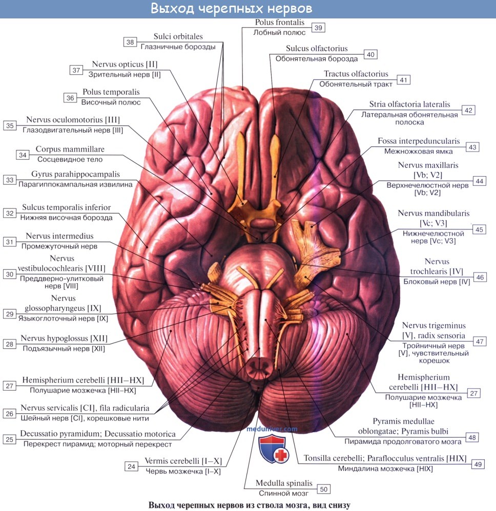 Анатомия: Черепные нервы, nn. craniales (encephalici)