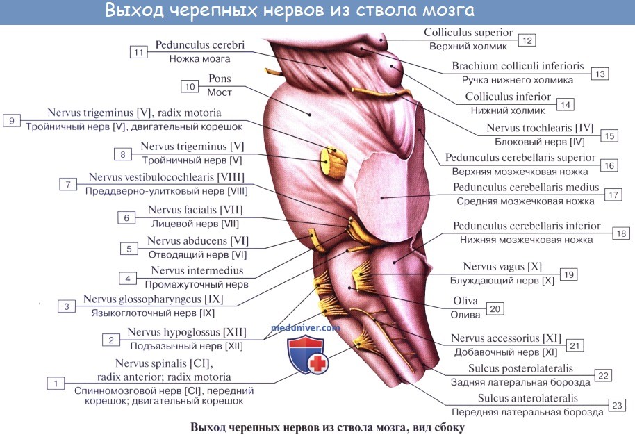 Анатомия: Черепные нервы, nn. craniales (encephalici)