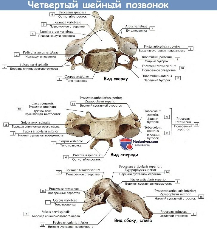 Анатомия четвертого шейного позвонка