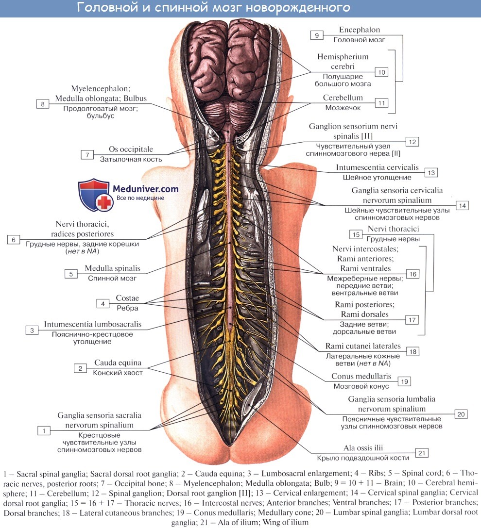 Спинной мозг выходит из. Борозды спинного мозга анатомия. Нервная система спинной мозг анатомия. Нервная система схема спинного мозга. Спинномозговые корешки анатомия.