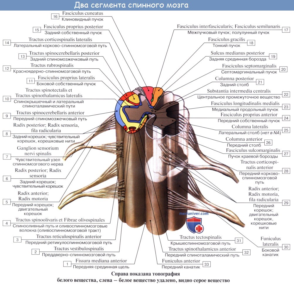 Анатомия: Корешки спинного мозга. Канатики, стволы, узлы, сегмент спинного мозга