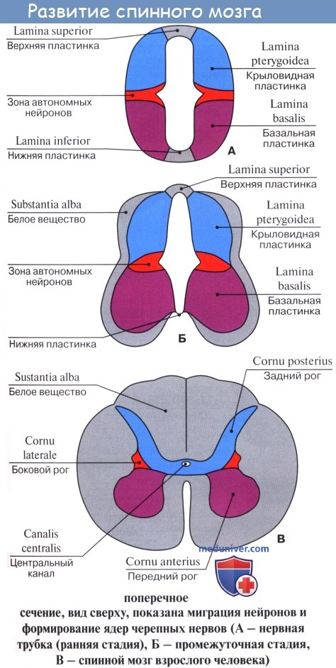 Анатомия: Спинной мозг, medulla spinalis. Развитие спинного мозга