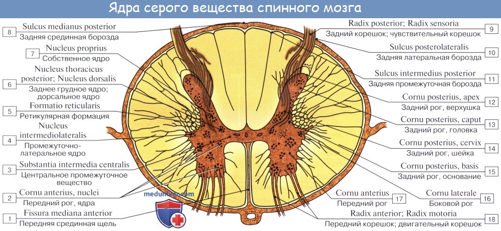 Анатомия: Серое вещество, substantia grisea. Передние рога, боковые рога, задние рога спинного мозга