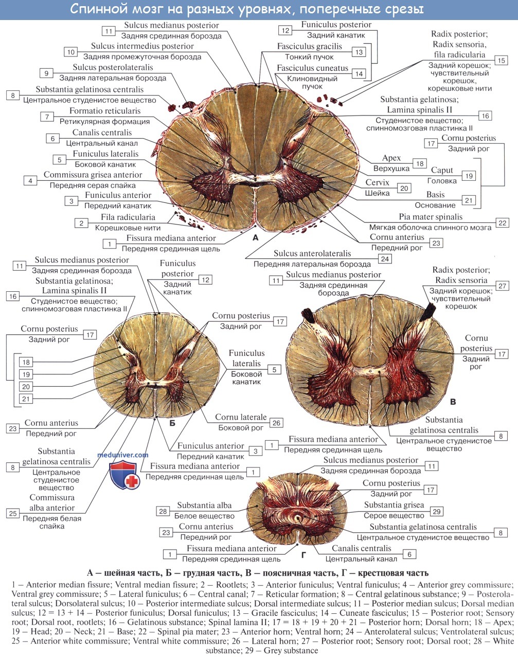 Анатомия: Белое вещество, substantia alba. Нервный сегмент спинного мозга.  Пучки ассоциативных волокон