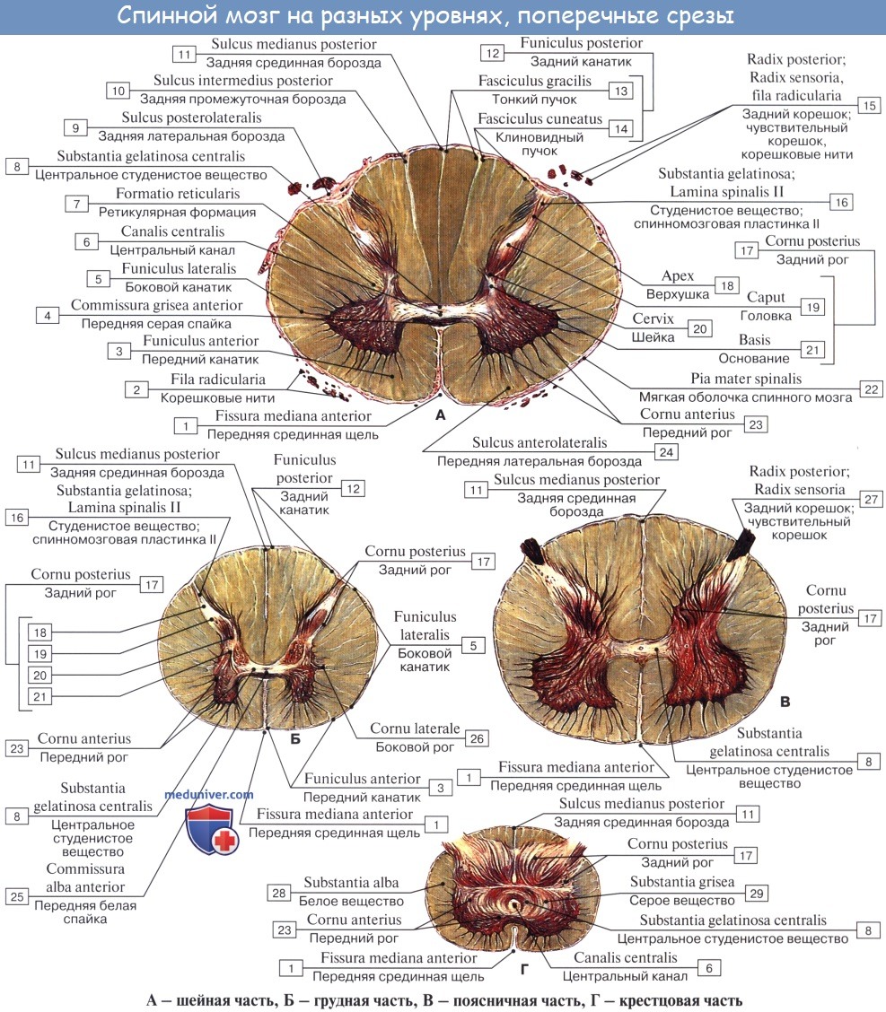Пучки ассоциативных волокон заднего канатика спинного мозга и бокового канатика спинного мозга