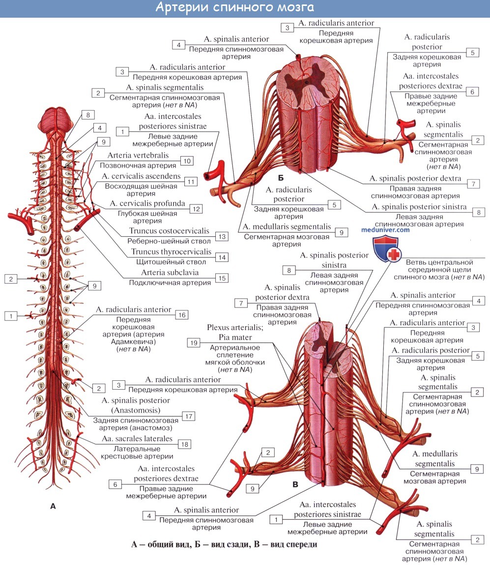 Анатомия: Кровоснабжение спинного мозга. Сосуды спинного мозга