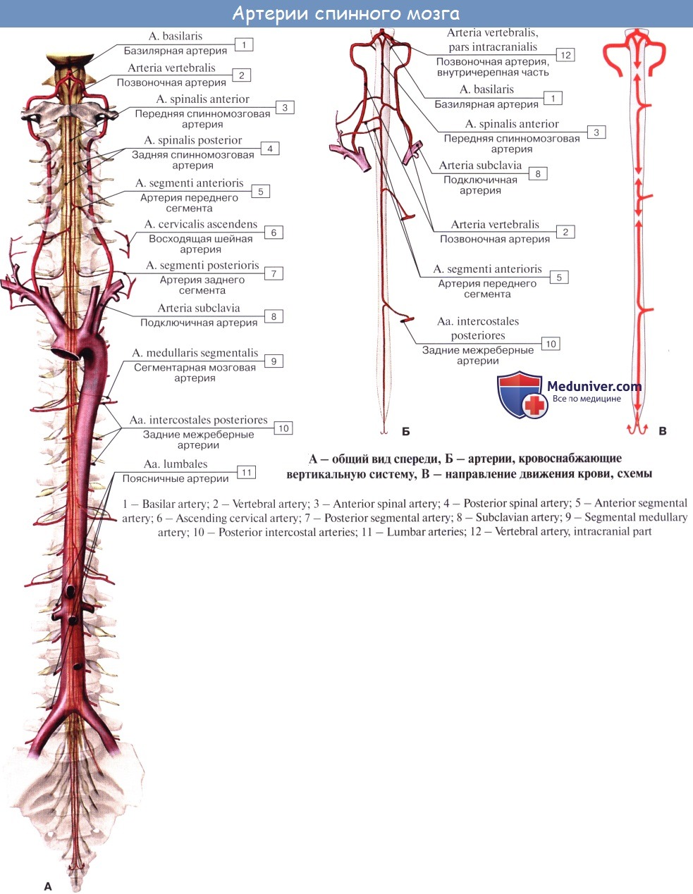 Спинальный кровообращение. Задняя спинномозговая артерия. Кровообращение спинного мозга схема. Задняя спинномозговая артерия анатомия. Кровоснабжение шейного отдела спинного мозга.
