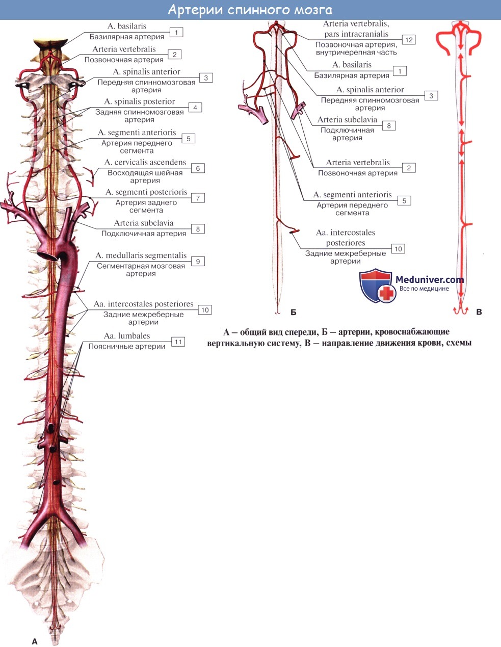 Анатомия: Кровоснабжение спинного мозга. Сосуды спинного мозга