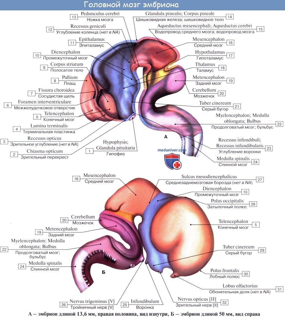 Анатомия: Эмбриогенез нервной системы