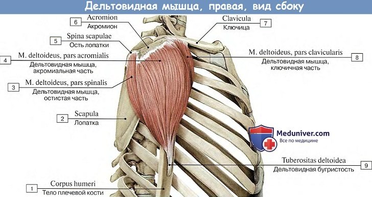 Анатомия: Дельтовидная мышца