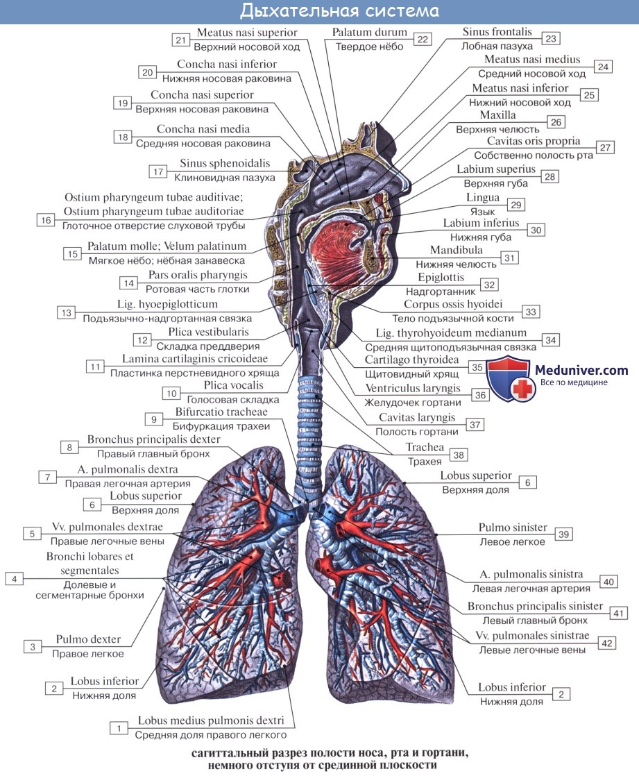 Анатомия человека: Дыхательная система (systema respiratorium)