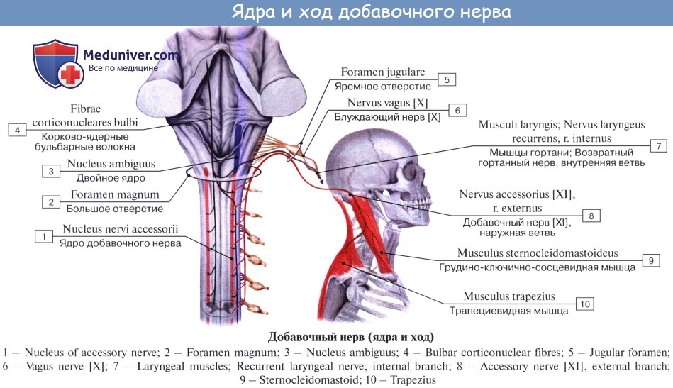 Паралич лицевого нерва картинки