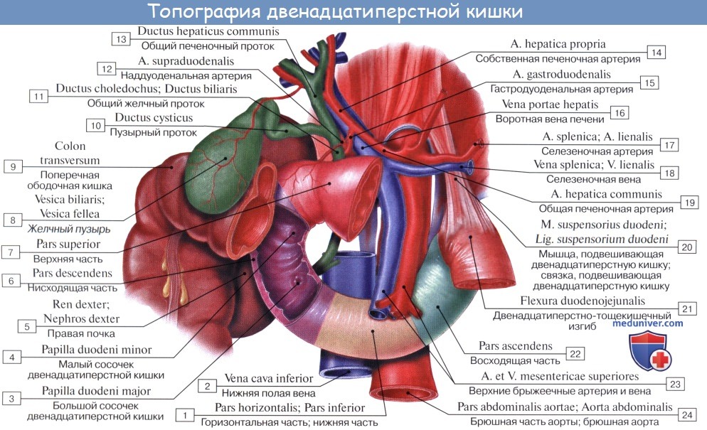 Анатомия тонкой кишки: Двенадцатиперстная кишка. Строение, стенки двенадцатиперстной кишки