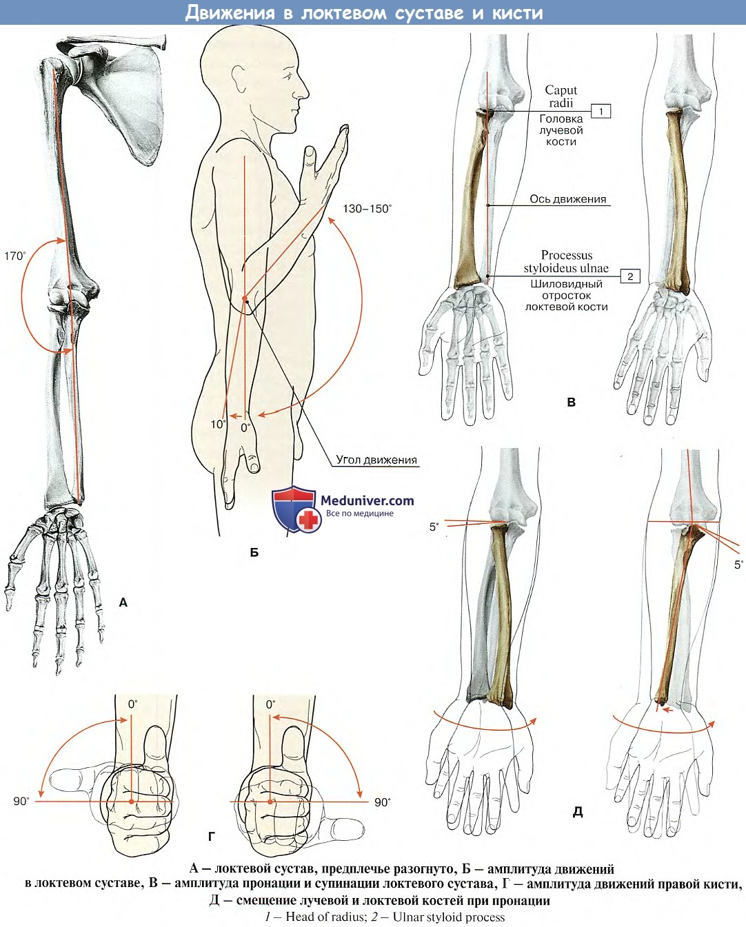 Соединения локтевой кости. Локтевой сустав соединение лучевой кости. Соединение костей верхних конечностей локтевой сустав. Кости локтевого сустава человека анатомия. Пронация и супинация предплечья в локтевом суставе.
