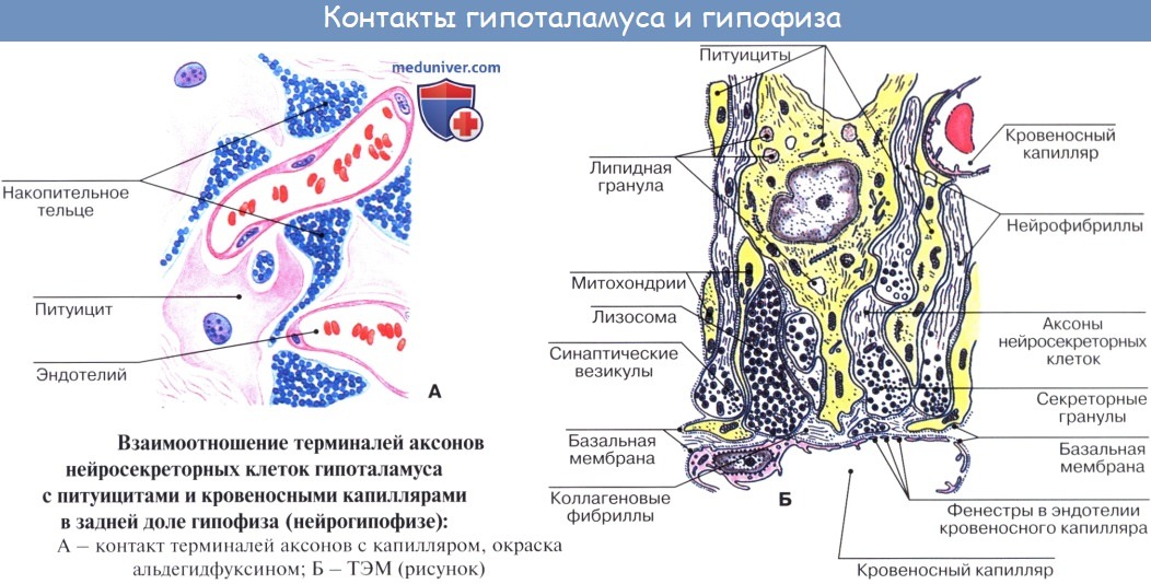 Анатомия: Общие анатомо-физиологические свойства эндокринных желез
