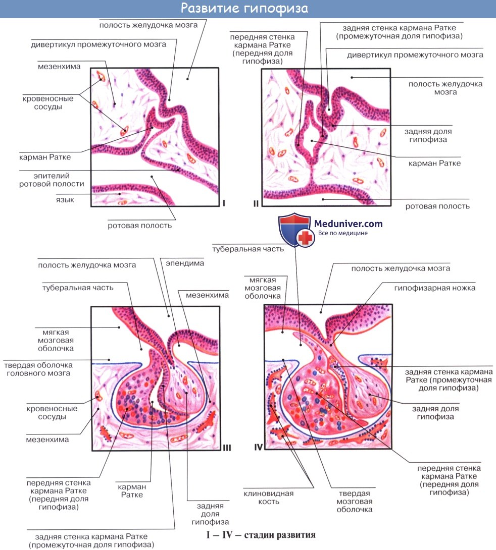 Анатомия: Развитие (эмбриология) эндокринных желез