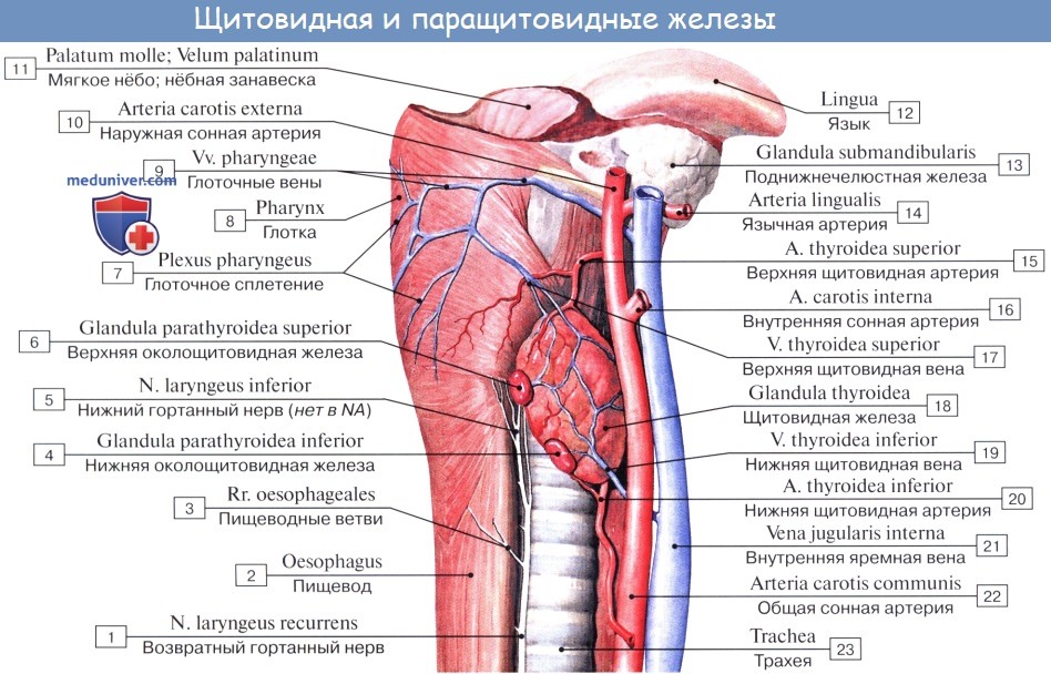 Анатомия: Щитовидная железа. Функции щитовидной железы
