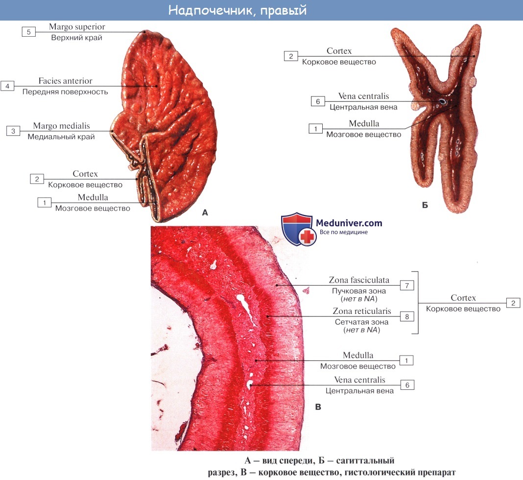 Анатомия: Функция надпочечников. Сосуды (кровоснабжение) надпочечников. Нервы (иннервация) надпочечников