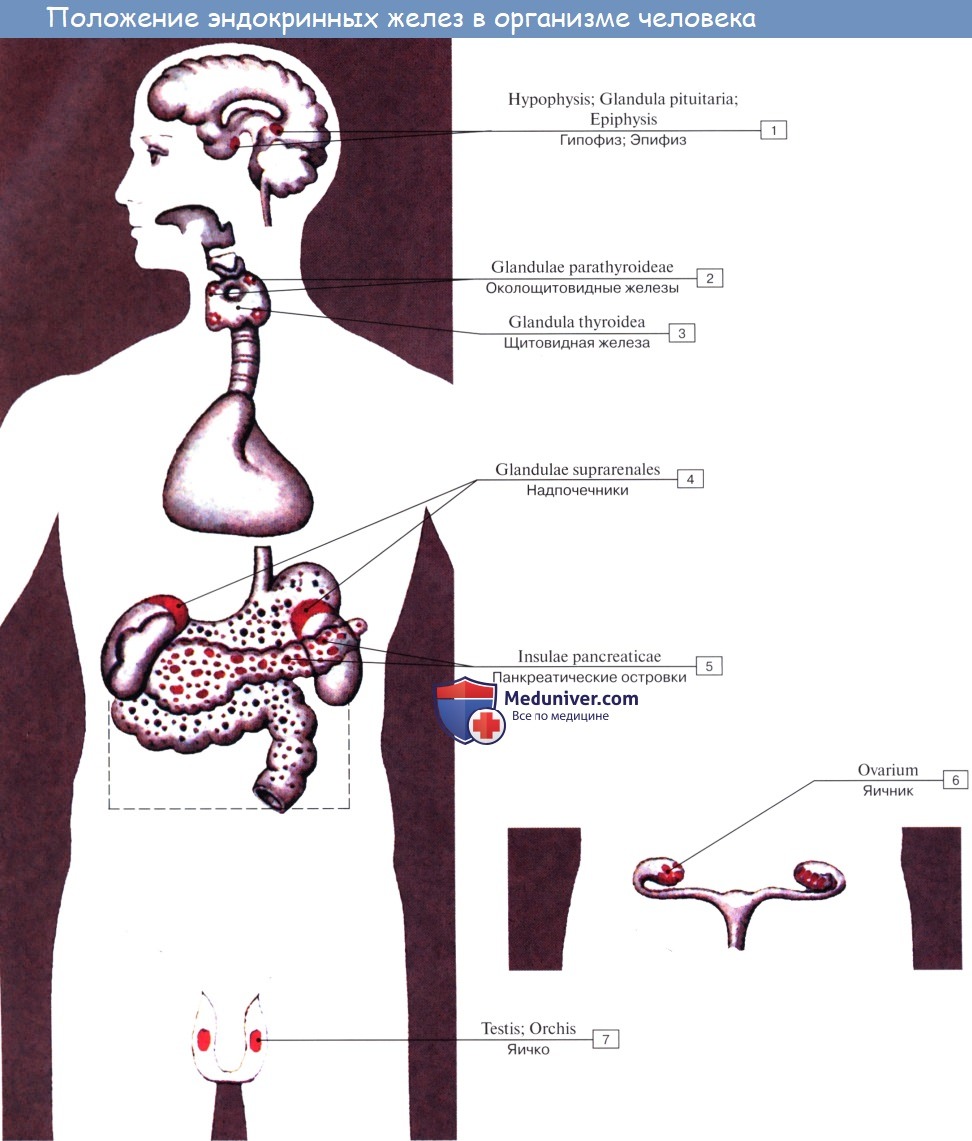 Анатомия: Эндокринные железы. Основы эндокринологии. Система обратной связи